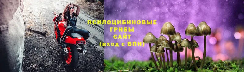 дарнет шоп  Можайск  Галлюциногенные грибы Psilocybine cubensis 